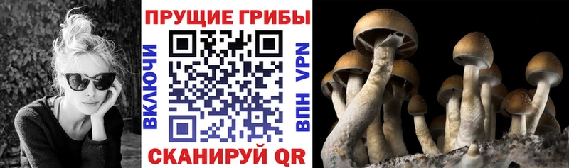Галлюциногенные грибы Cubensis  купить закладку  Ардатов 
